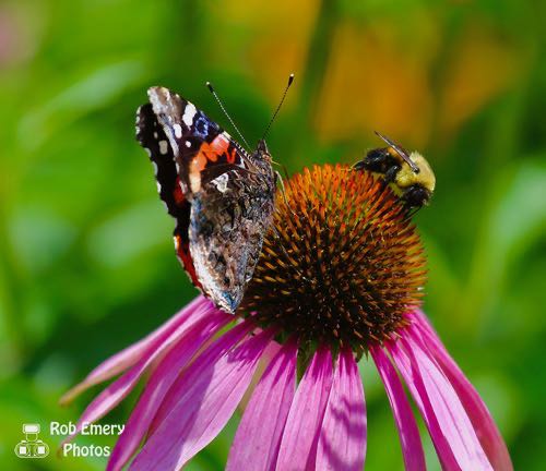 Butterfly and bee on a flower